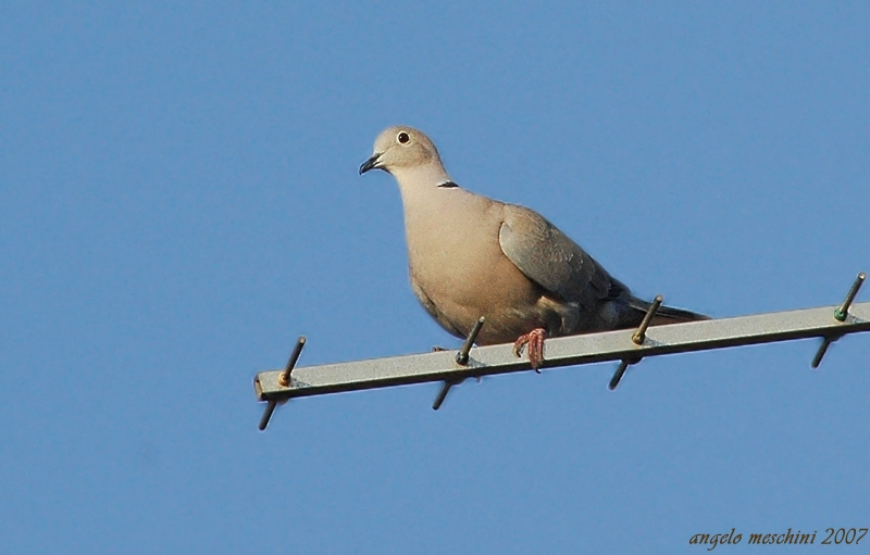 Tortora dal collare orientale - Streptopelia decaocto